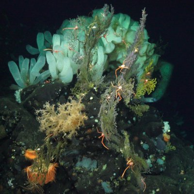 Image from Schmidt Ocean Institute